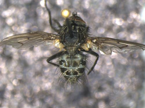 Réf. 246 678 : Helina evecta