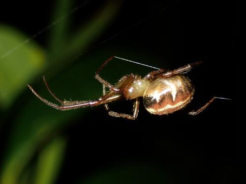 Réf. 246 350 : Phonognatha neocaledonica