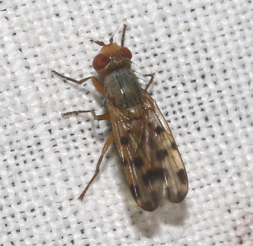 Melieria sp.