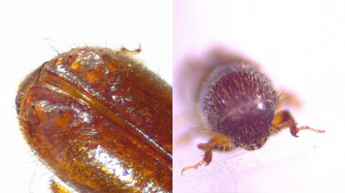 Réf. 246 034 : Pityogenes sp.