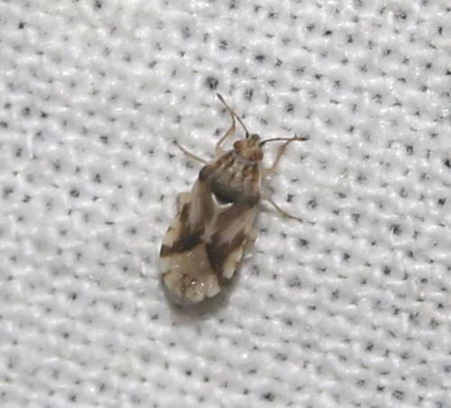 Artheneis foveolata