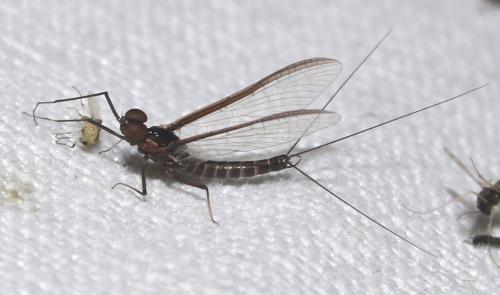 Choroterpes picteti