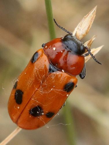 Tituboea sexmaculata