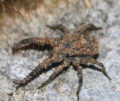 Réf. 246 126 : Allocaeculus catalanus