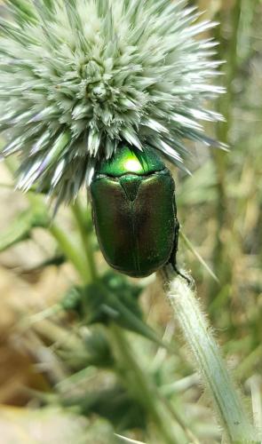 Réf. 246 233 : Protaetia ungarica