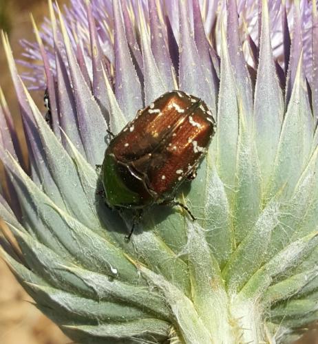 Réf. 246 235 : Netocia splendidula diademata
