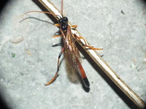 Therion circumflexum