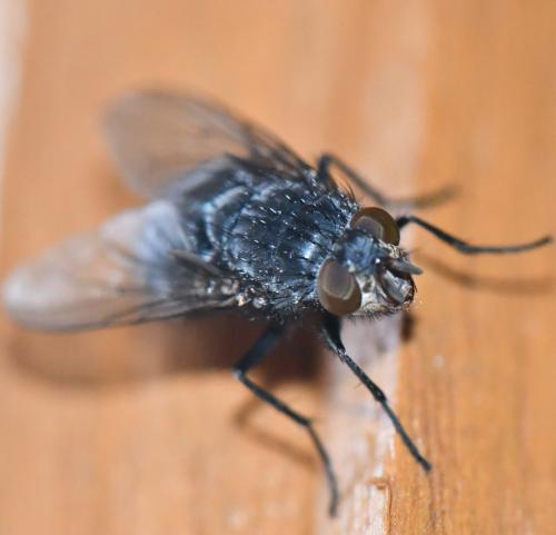 Réf. 246 194 : Calliphora vicina