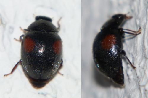 Réf. 246 142 : Scymnus sp.