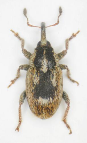 Sibinia phalerata