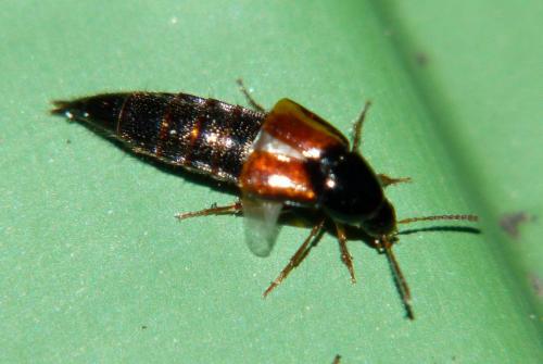 Mycetoporini