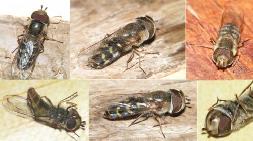 Réf. 246 226 : Scaeva selenitica