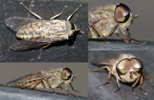 Réf. 246 145 : Tabanus bromius