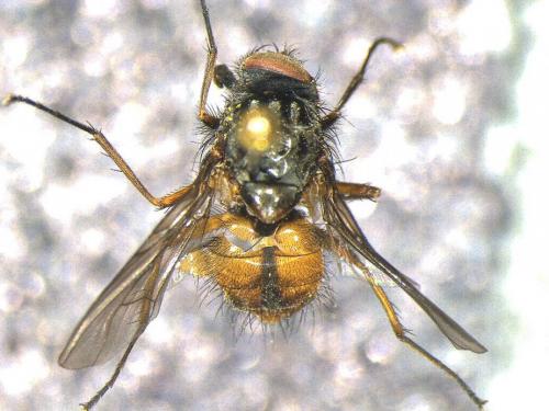 Phaonia subventa