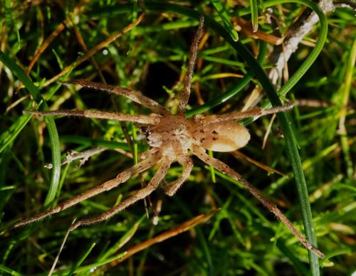 Réf. 246 521 : Zoropsis spinimana