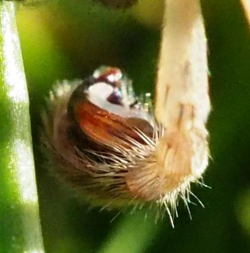 Zoropsis spinimana
