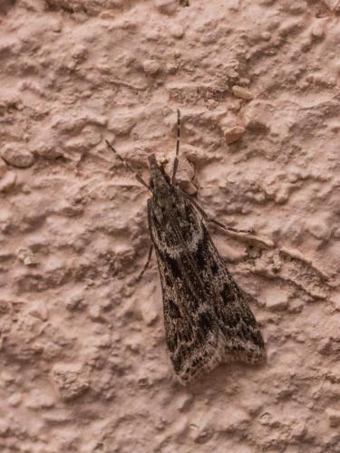 Réf. 246 949 : Eudonia angustea
