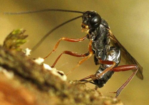 Réf. 246 698 : Rhimphoctona megacephalus