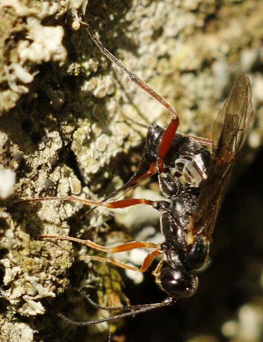 Réf. 246 699 : Rhimphoctona megacephalus