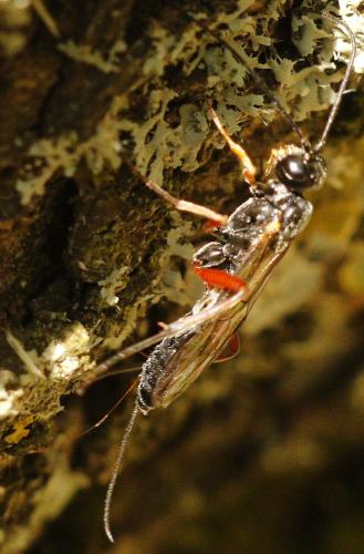 Réf. 246 778 : Rhimphoctona megacephalus