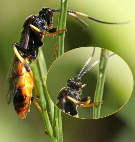 Diphyus palliatorius