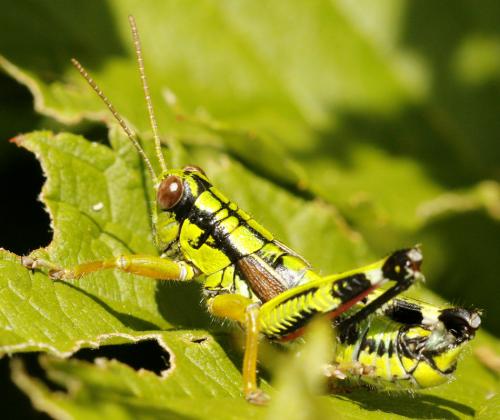 Miramella alpina subalpina