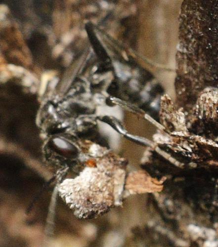 Dipogon subintermedius