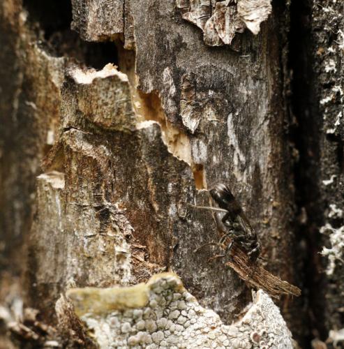 Dipogon subintermedius
