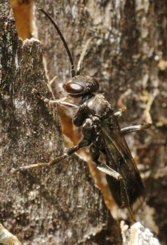 Dipogon subintermedius