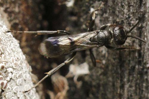 Dipogon subintermedius