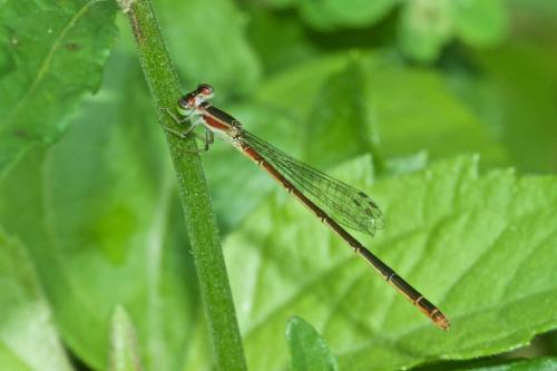 Agriocnemis femina