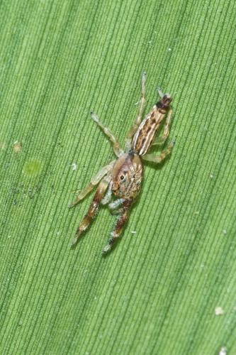Bavia sp.