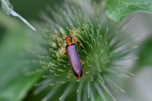 Nacerdes sp.