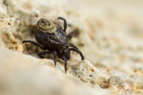 Neoliodes theleproctus