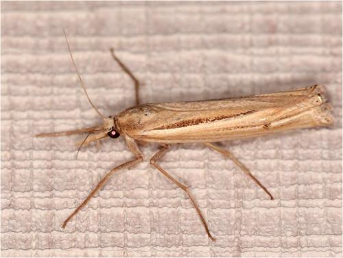 Ancylolomia sp.