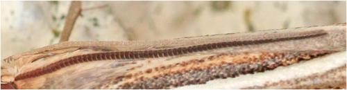 Réf. 246 012 : Ancylolomia tentaculella