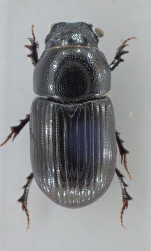 Réf. 246 272 : Agrilinus ater