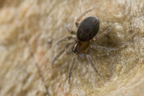 Réf. 246 689 : Amaurobius sp.