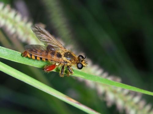 Laxenecera nuptialis