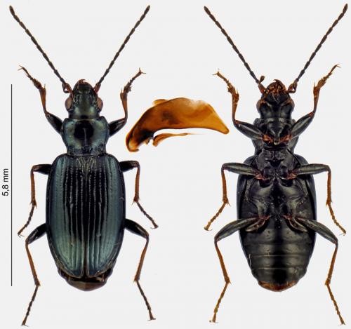 Bembidion tibiale