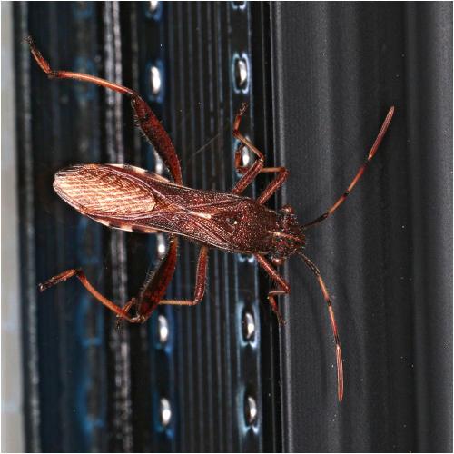 Camptopus lateralis