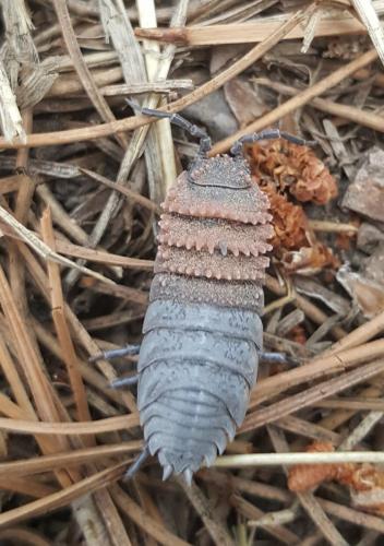 Hemilepistus schirasi