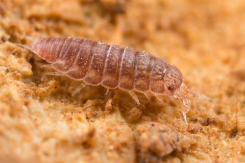 Réf. 246 646 : Trichoniscoides sp.