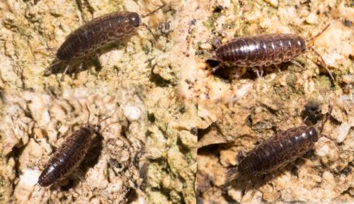 Chaetophiloscia sicula