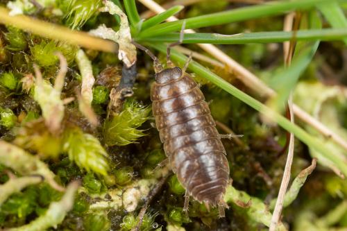Réf. 246 647 : Porcellio gallicus