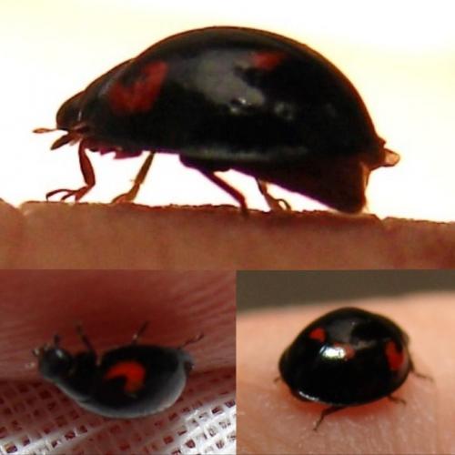 Réf. 246 095 : Exochomus quadripustulatus