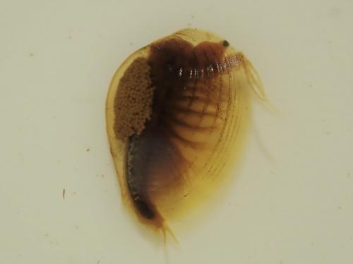Eulimnadia mauritiana