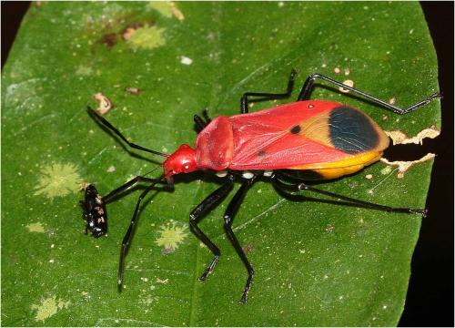 Dindymus rubiginosus