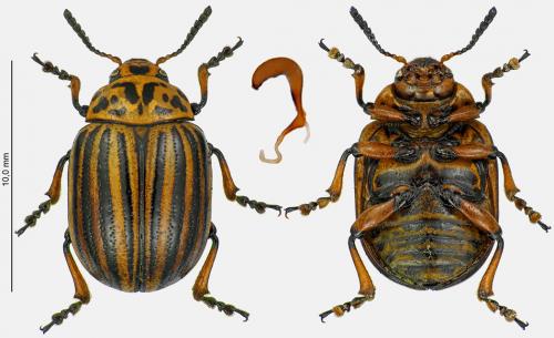 Réf. 246 506 : Leptinotarsa decemlineata