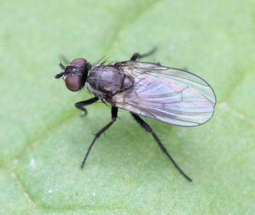 Chirosia sp.